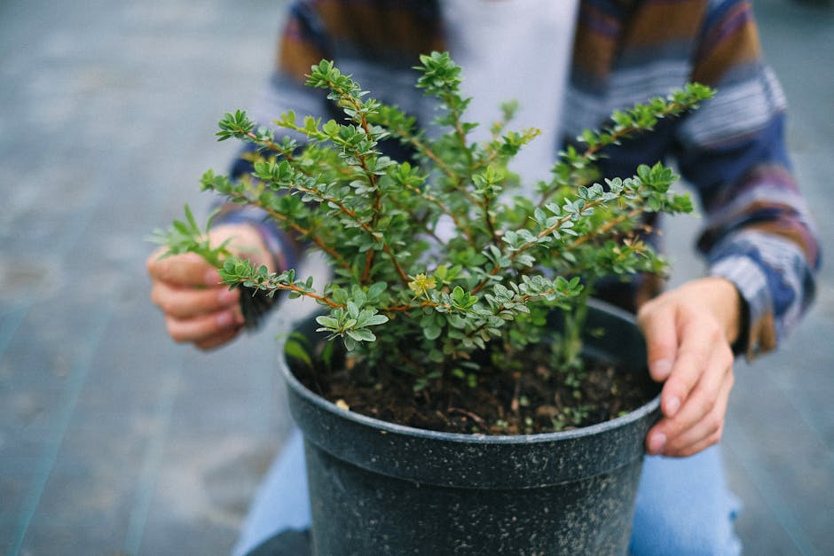 A gardener carefully trims a lush green plant in a greenhouse setting.